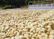 Proses Eksperimen Kopi dengan Fermentasi Ganda: Inovasi dan Hasilnya