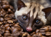 Mengenal Kopi Luwak: Sejarah dan Kontroversi